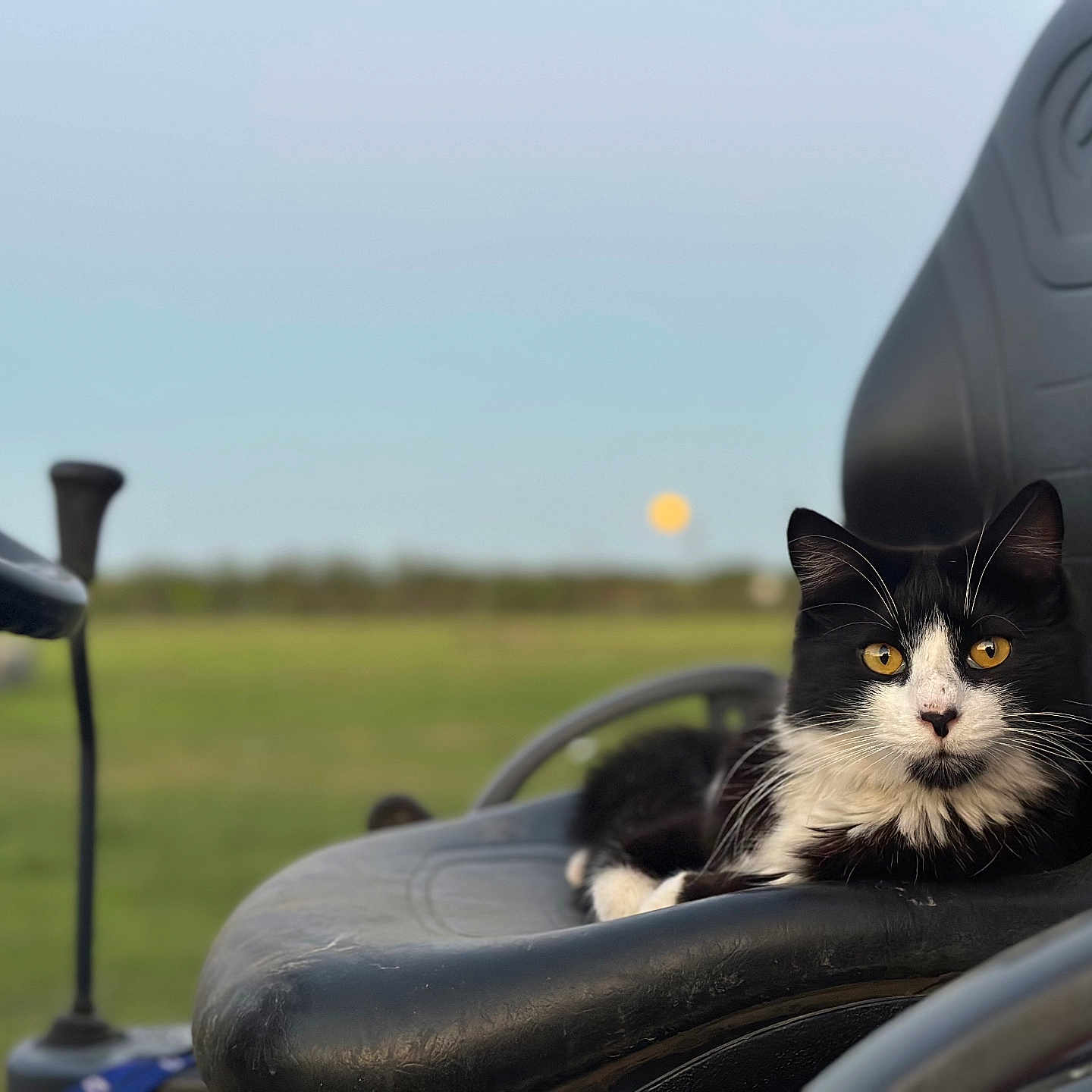 Kitty joined the competition — help win amazing prizes! alloywheel, animal, car, carwheel, cat, chair, couch, furniture, grass, homedecor, kitten, machine, manx, pet, plant, spoke, tire, transportation, vehicle, wheel