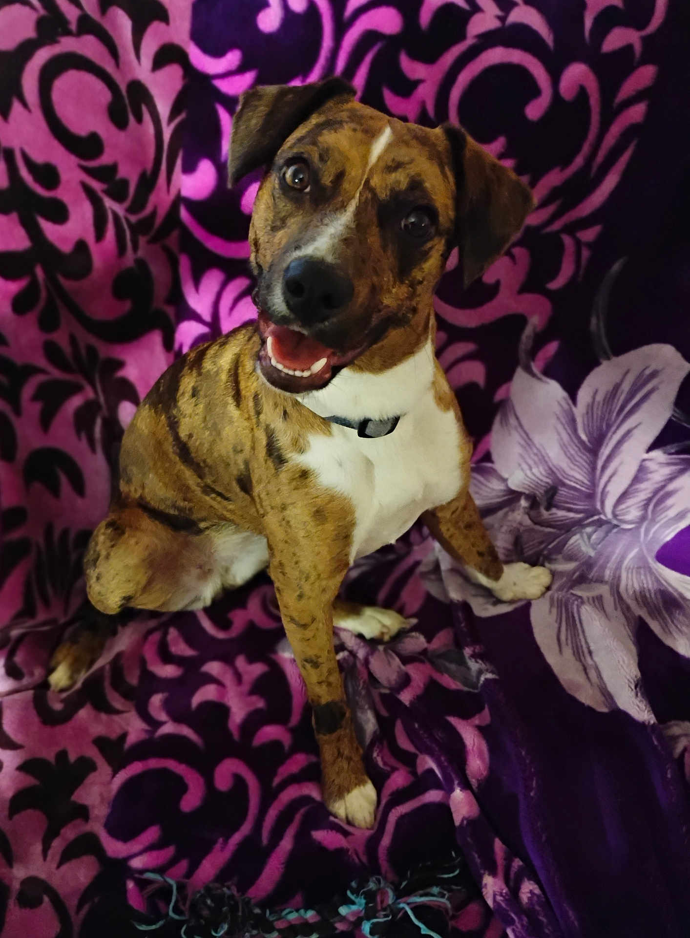 Shadoe is registered to the contest to win money with this photo: dog, brindle, pet, canine, sitting, happy, smiling, blanket, purple, pink, pattern, indoor, fur, collar, animal, cute, head_tilt, friendly, domestic_animal, portrait