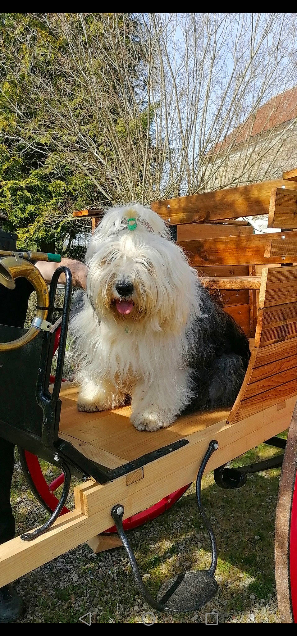 Lounaska participe au concours pour gagner de l'argent avec cette photo : canidae, carnivore, collar, companion_dog, dog, dog_breed, dog_collar, fur, giant_dog_breed, non_sporting_group, romanian_mioritic_shepherd_dog, schnauzer, small_terrier, sporting_group, terrier, toy_dog, tree, wood, working_animal, working_dog