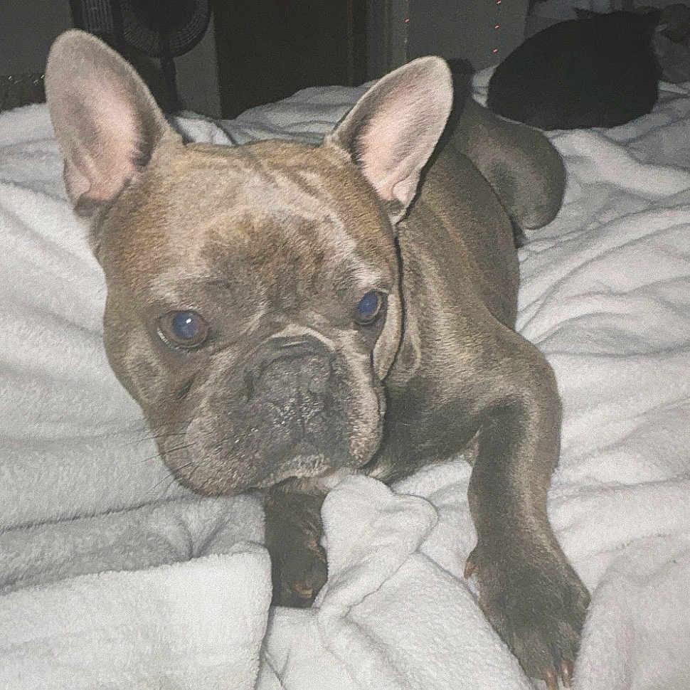 Kash