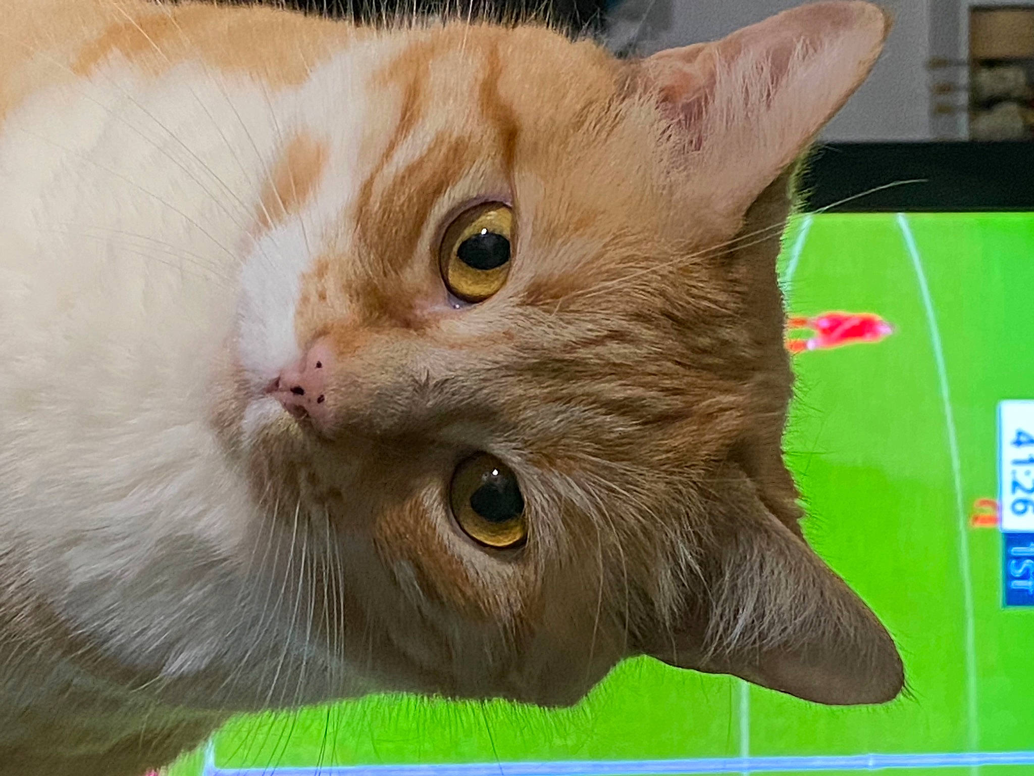 Duma joined the competition — help win amazing prizes! carnivore, cat, domestic_short_haired_cat, ear, felidae, fur, paw, pet_supply, small_to_medium_sized_cats, snout, whiskers