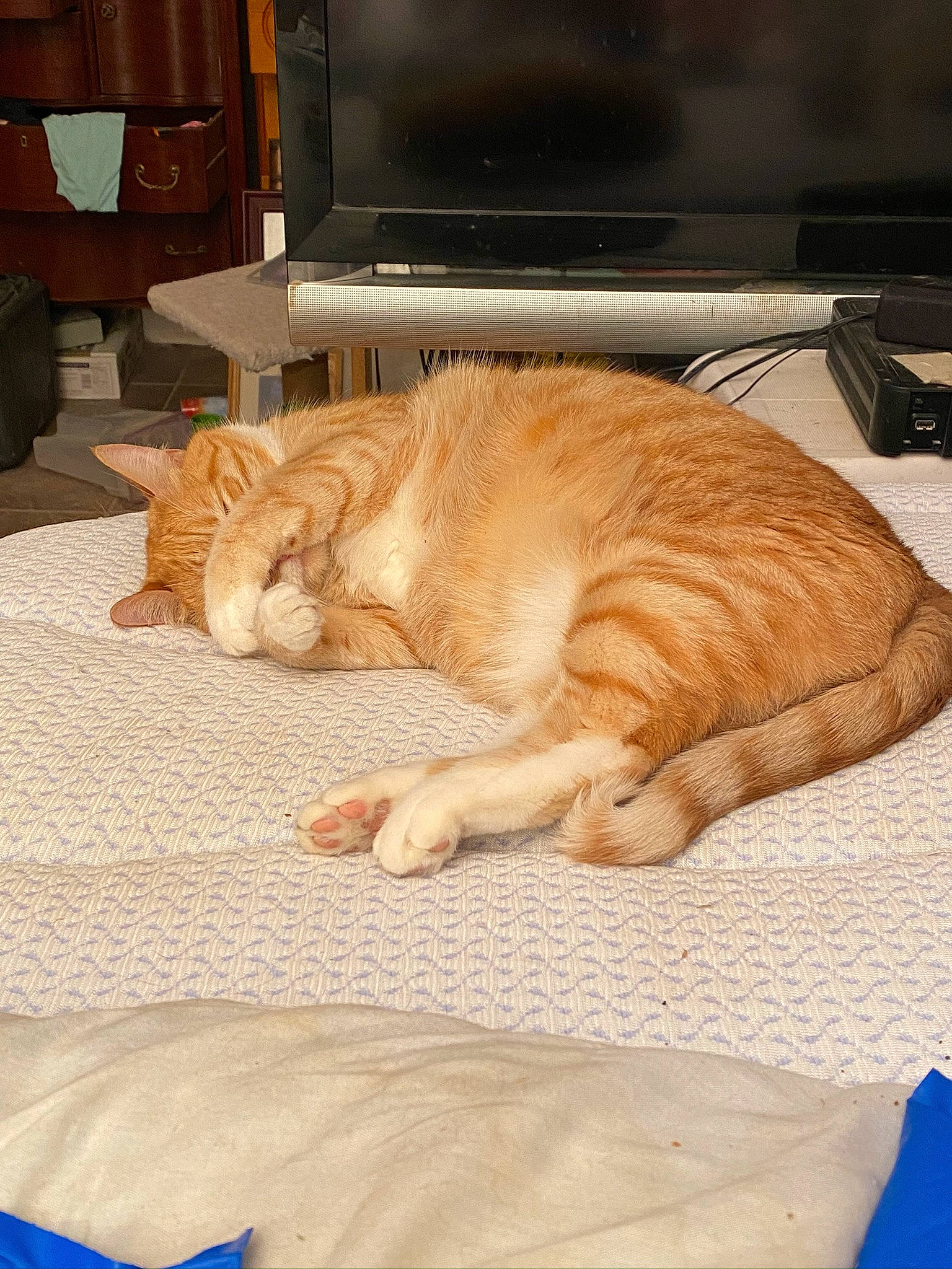 Duma joined the competition — help win amazing prizes! cabinetry, carnivore, cat, chair, comfort, computer_keyboard, computer_monitor, fawn, felidae, floor, flooring, furniture, home_appliance, linens, small_to_medium_sized_cats, tail, television, whiskers, window, wood