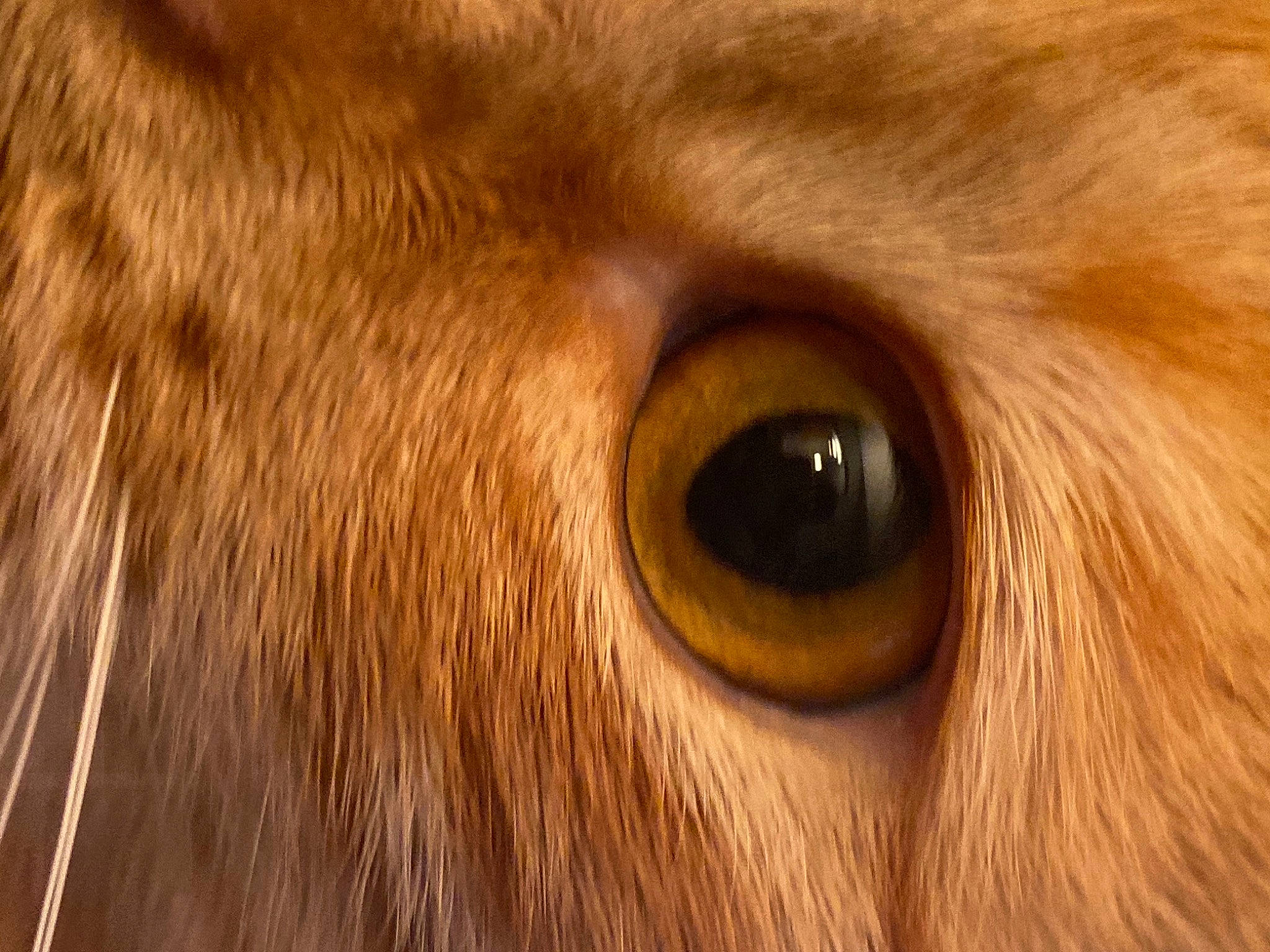 Duma is registered to the contest to win money with this photo: canidae, dog_breed, eyelash, fawn, feather, felidae, fur, lion, liver, livestock, macro_photography, mane, mustang_horse, sporting_group, terrestrial_animal, whiskers, wildlife, wood, working_animal, wrinkle