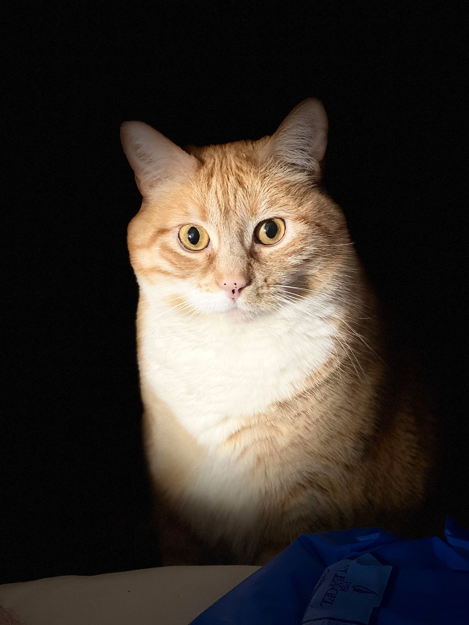 Duma joined the competition — help win amazing prizes! carnivore, cat, domestic_short_haired_cat, felidae, fur, small_to_medium_sized_cats, terrestrial_animal, whiskers, window, wood