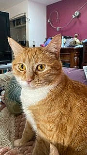 Duma is registered to the contest to win money with this photo: carnivore, cat, claw, domestic_short_haired_cat, fawn, felidae, fur, paw, small_to_medium_sized_cats, snout, tail, terrestrial_animal, whiskers, wildlife, wood