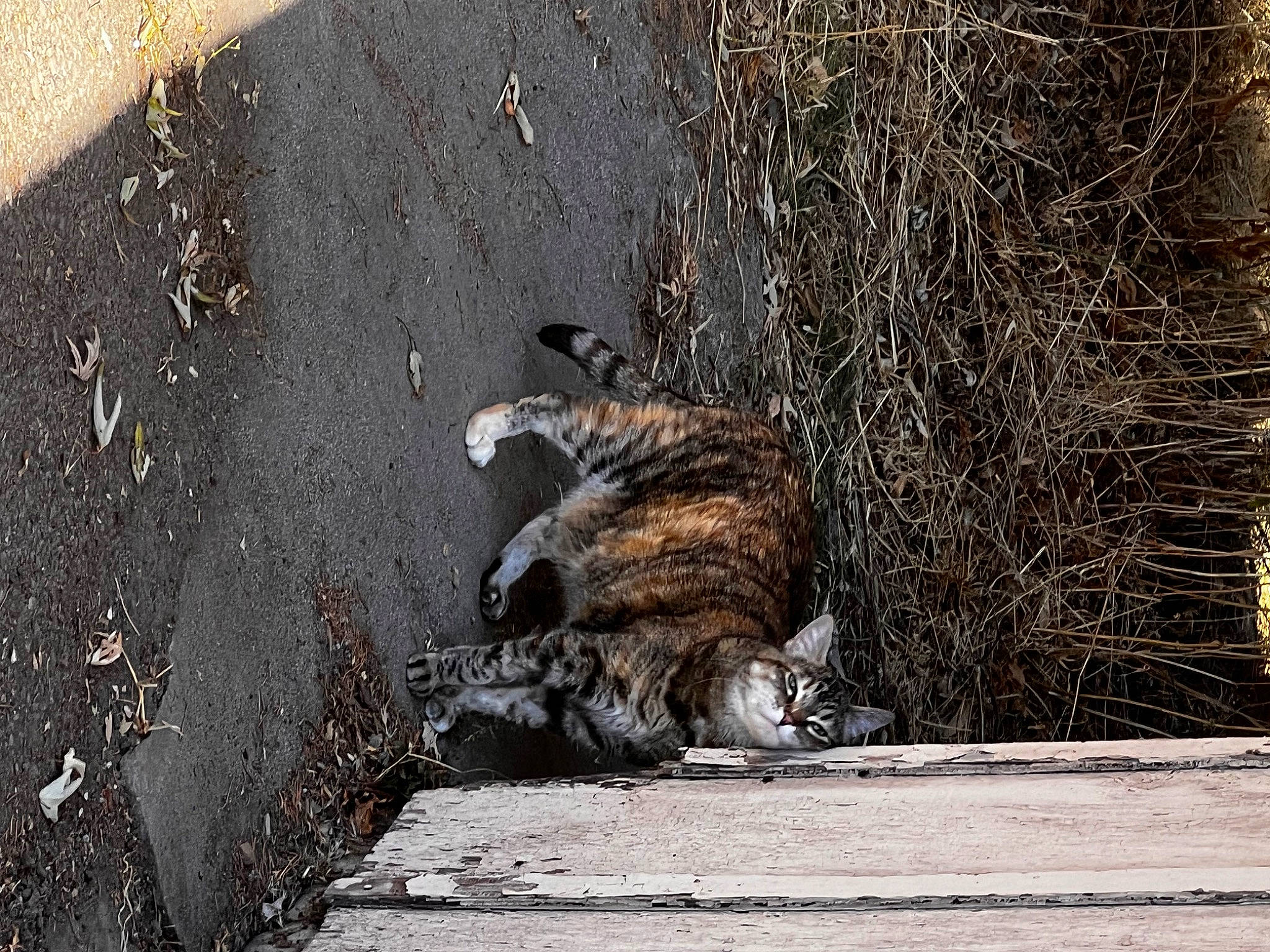 Pippin Rose is registered to the contest to win money with this photo: art, asphalt, carnivore, cat, domestic_short_haired_cat, felidae, fur, grey, road, road_surface, shadow, small_to_medium_sized_cats, snout, soil, street, tail, terrestrial_animal, whiskers, wildlife, wood