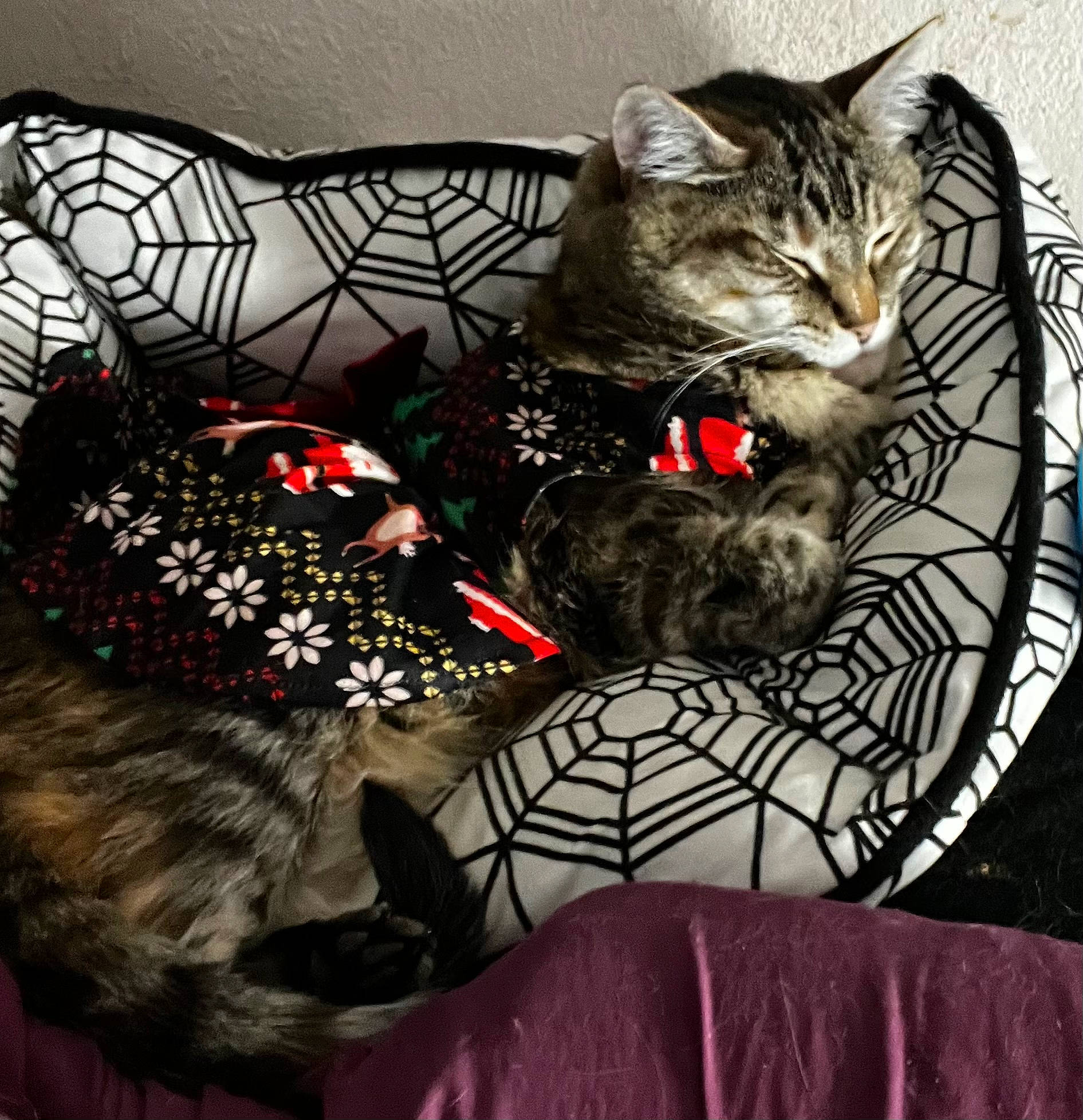 Pippin Rose joined the competition — help win amazing prizes! carnivore, cat, cat_supply, claw, comfort, domestic_short_haired_cat, felidae, fur, holiday, linens, pattern, paw, sitting, small_to_medium_sized_cats, snout, tail, tree, whiskers