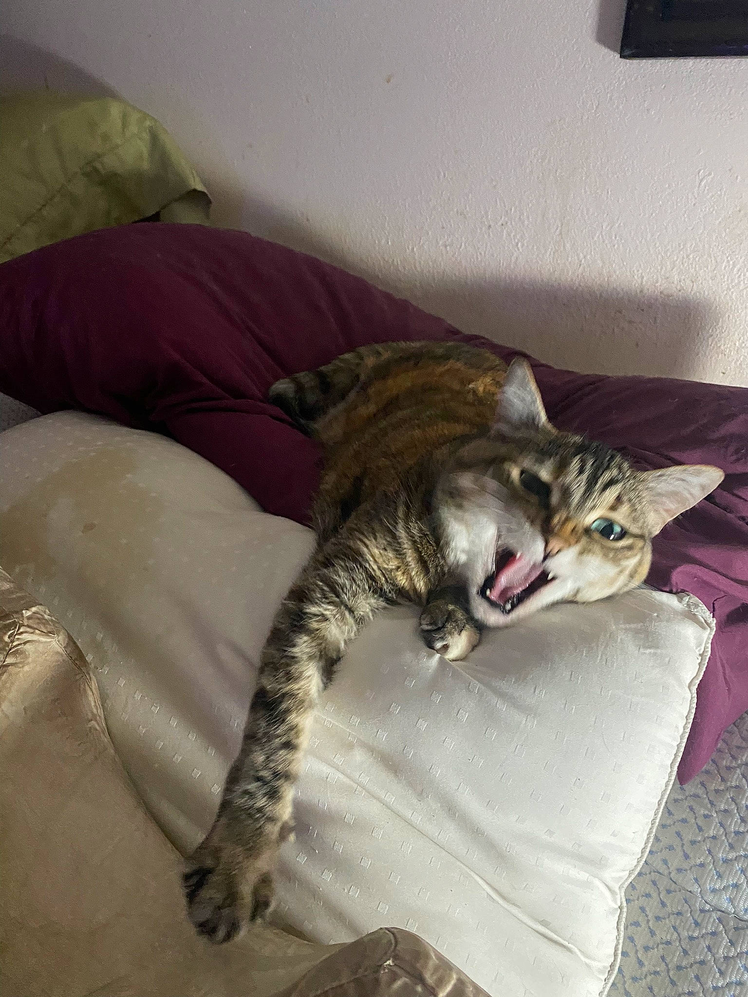 Pippin Rose is registered to the contest to win money with this photo: bed, bed_sheet, bedding, carnivore, cat, comfort, domestic_short_haired_cat, felidae, fur, human_leg, linens, room, small_to_medium_sized_cats, tail, whiskers