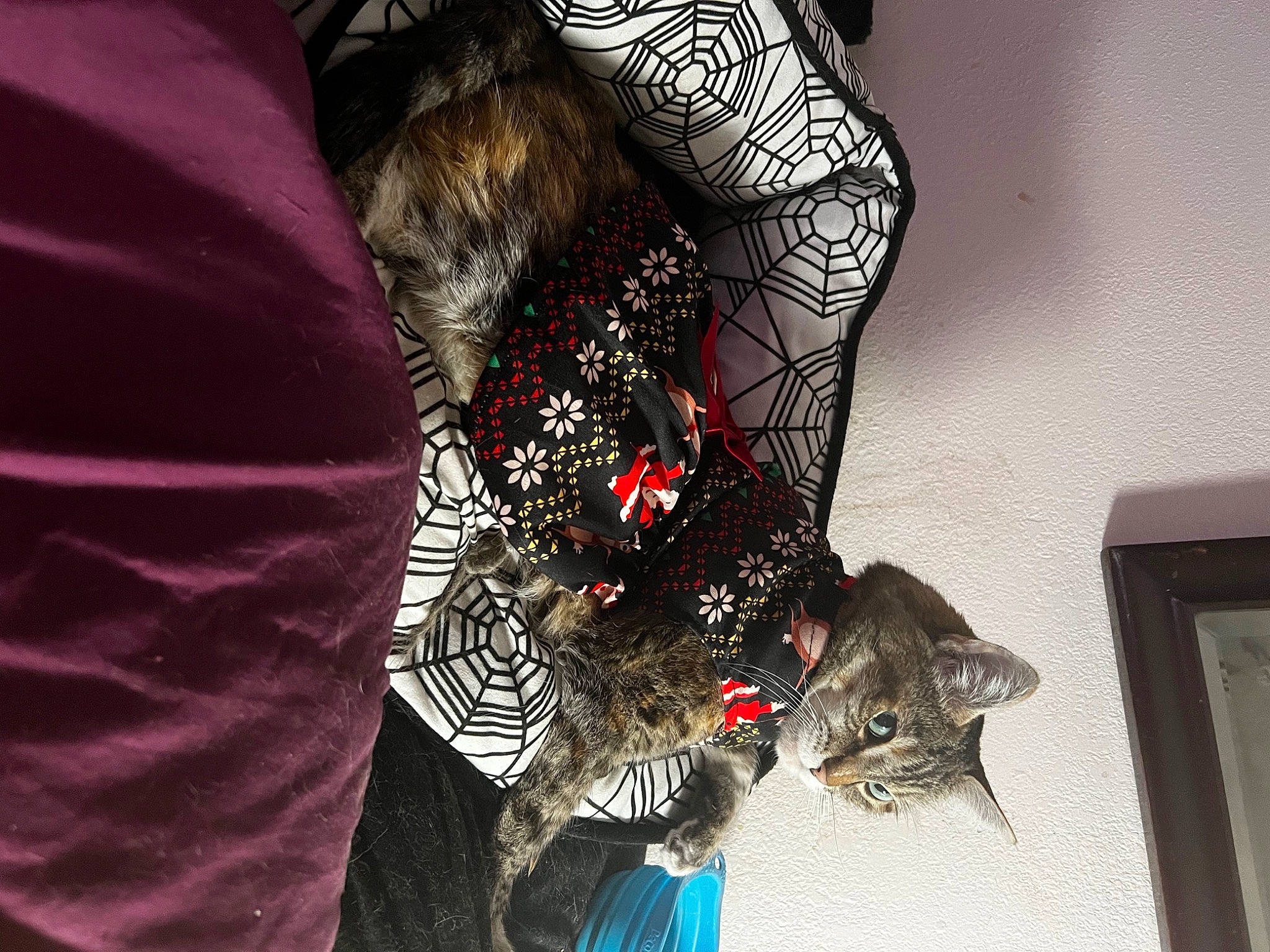 Pippin Rose joined the competition — help win amazing prizes! carmine, event, fashion_accessory, fashion_design, felidae, flesh, fur, hat, headgear, human_leg, jewellery, magenta, nail, pattern, picture_frame, sleeve, thigh, tradition, tree, wrist