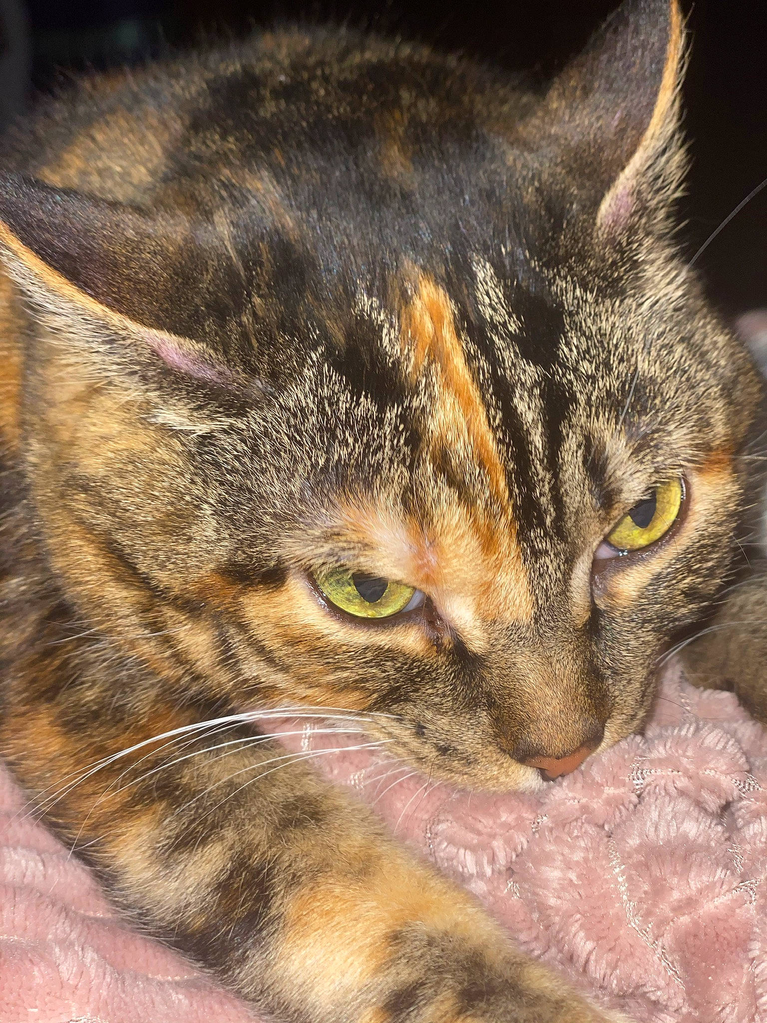 Emmaline is registered to the contest to win money with this photo: carnivore, cat, close_up, domestic_short_haired_cat, eye, felidae, fur, grass, hair, head, human_body, iris, paw, sleep, small_to_medium_sized_cats, snout, terrestrial_animal, whiskers, wildlife, window