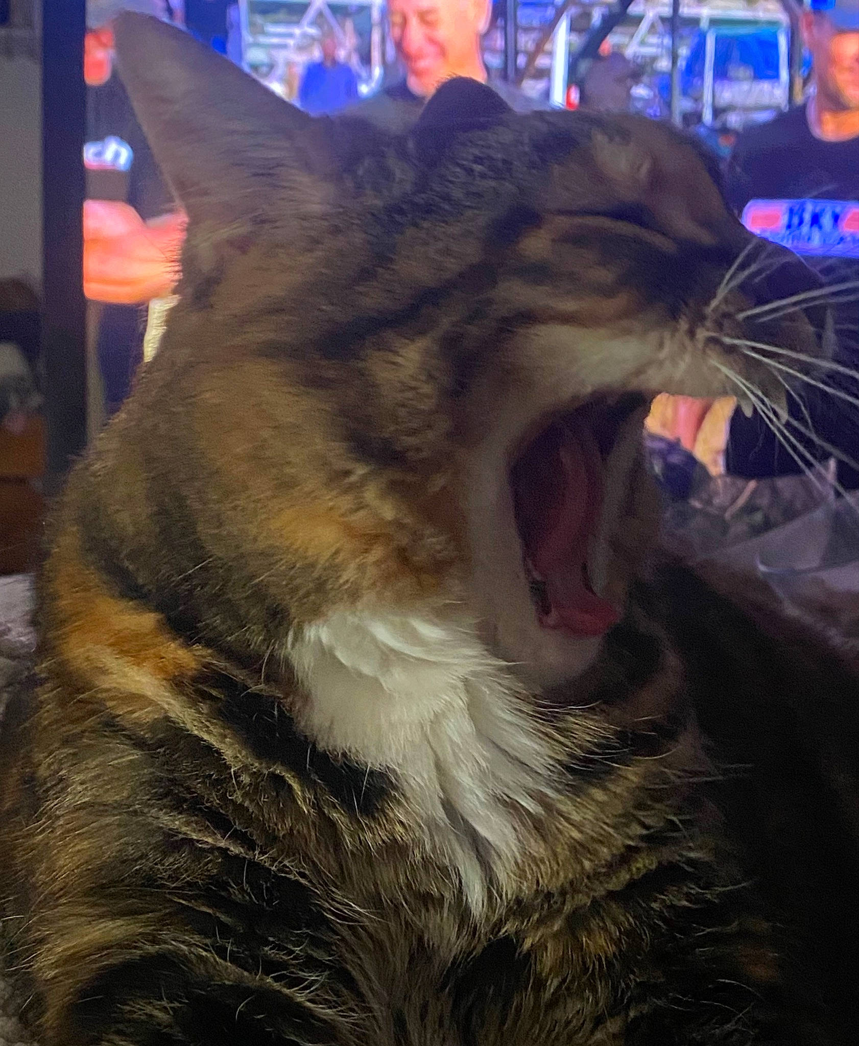 Emmaline is registered to the contest to win money with this photo: blue, carnivore, cat, domestic_short_haired_cat, electric_blue, event, fang, felidae, flesh, fur, hat, jaw, light, night, small_to_medium_sized_cats, snout, tail, terrestrial_animal, whiskers, yawn