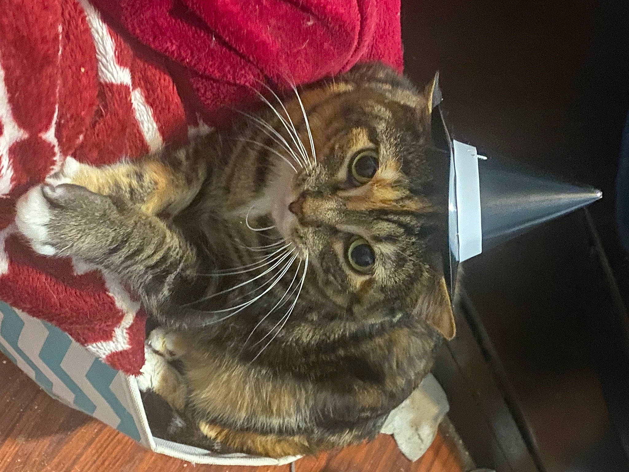 Emmaline is registered to the contest to win money with this photo: bag, carmine, carnivore, cat, claw, domestic_short_haired_cat, fashion_accessory, feather, felidae, fur, hat, helmet, paw, personal_protective_equipment, plant, small_to_medium_sized_cats, snout, tail, whiskers, wood