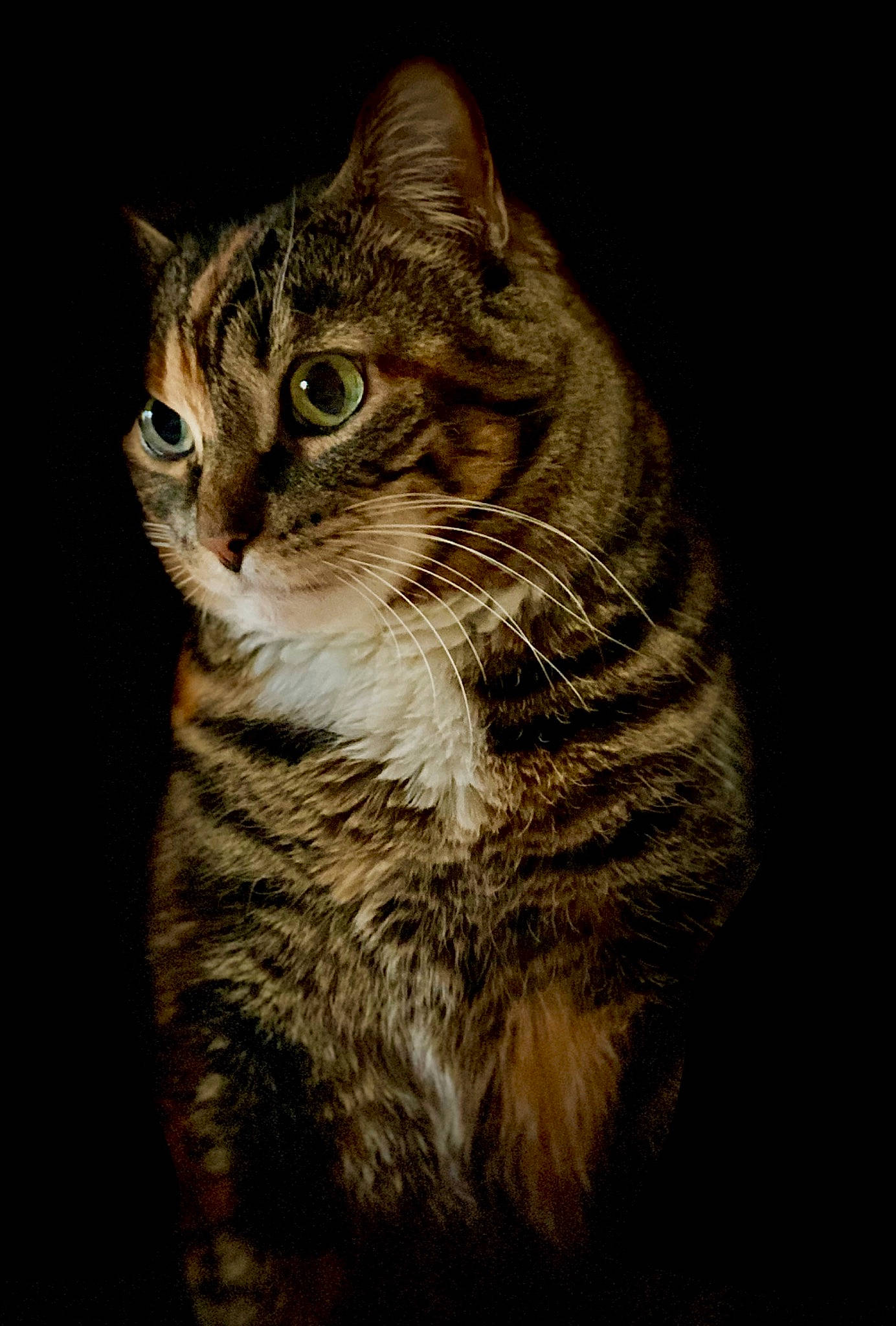 Emmaline is registered to the contest to win money with this photo: carnivore, cat, darkness, domestic_short_haired_cat, felidae, fur, paw, small_to_medium_sized_cats, snout, tail, terrestrial_animal, tree, whiskers, wildlife, window, wood