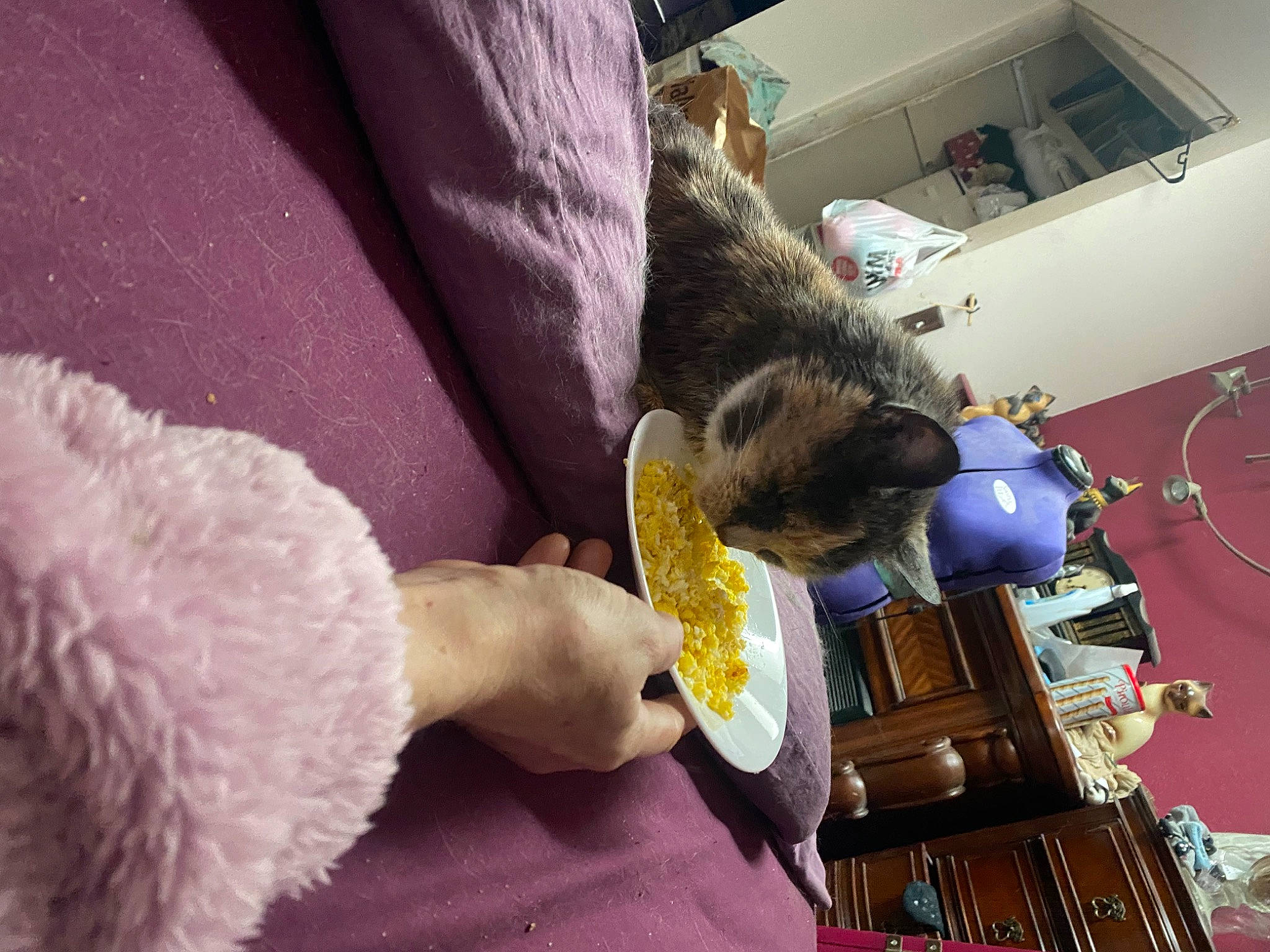 Moxie Jojo is registered to the contest to win money with this photo: canidae, carnivore, cat, comfort, companion_dog, dog_breed, domestic_short_haired_cat, felidae, fur, linens, plush, purple, room, small_to_medium_sized_cats, sporting_group, stuffed_toy, teddy_bear, textile, toy, whiskers