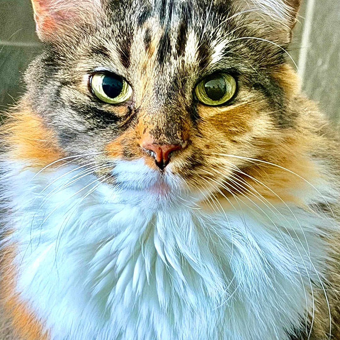 Deja