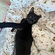 Binx joined the competition — help win amazing prizes! cat, black_cat, pet, bed, bedding, floral_pattern, stretching, paw, feline, animal, indoor, resting, cute, cozy, sleepy, fur, whiskers, relaxed, home, comfort