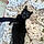 Binx