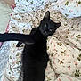 cat, black_cat, pet, bed, bedding, floral_pattern, stretching, paw, feline, animal, indoor, resting, cute, cozy, sleepy, fur, whiskers, relaxed, home, comfort