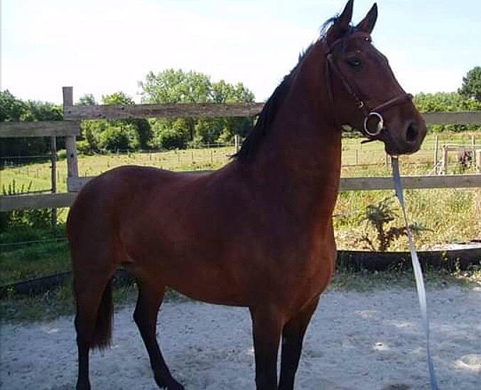 Ganty Lady a rejoint le concours — aidez-le/la à gagner de superbes lots ! colt, horse, horse_supplies, horse_tack, landscape, liver, livestock, mammal, mane, mare, mustang_horse, pack_animal, ranch, rein, sorrel, stallion, vertebrate