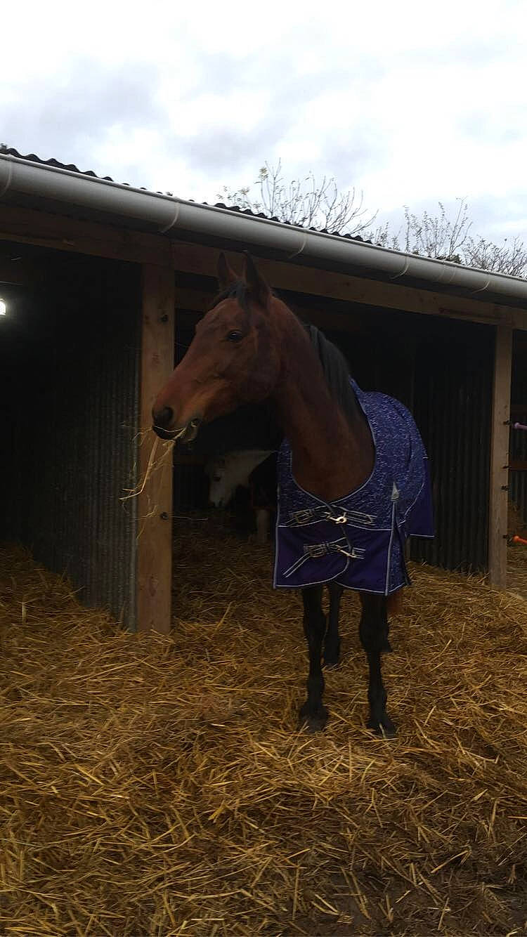Ganty Lady participe au concours pour gagner de l'argent avec cette photo : barn, farm, hay, horse, horse_supplies, landscape, mane, mare, stable, stall, stallion, straw