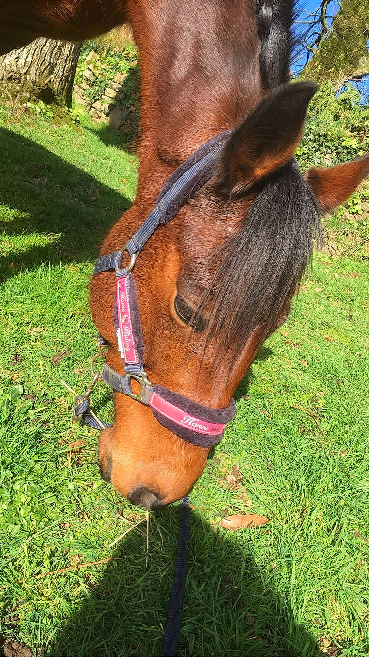 Ganty Lady a rejoint le concours — aidez-le/la à gagner de superbes lots ! bridle, ear, halter, horse, horse_harness, horse_supplies, horse_tack, liver, mane, mare, pack_animal, rein, snout, sorrel