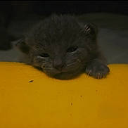 Rex joined the competition — help win amazing prizes! kitten, cat, paw, yellow_surface, cute, animal, pet, young, feline, sleepy, closeup, dark_background, small, curious, soft, fur, whiskers, claws, indoor, resting