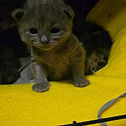 Poppy joined the competition — help win amazing prizes! kitten, cat, furry, pet, animal, yellow_blanket, cage, cute, small, young, indoor, feline, paws, curious, soft, fur, resting, cozy, domestic, baby