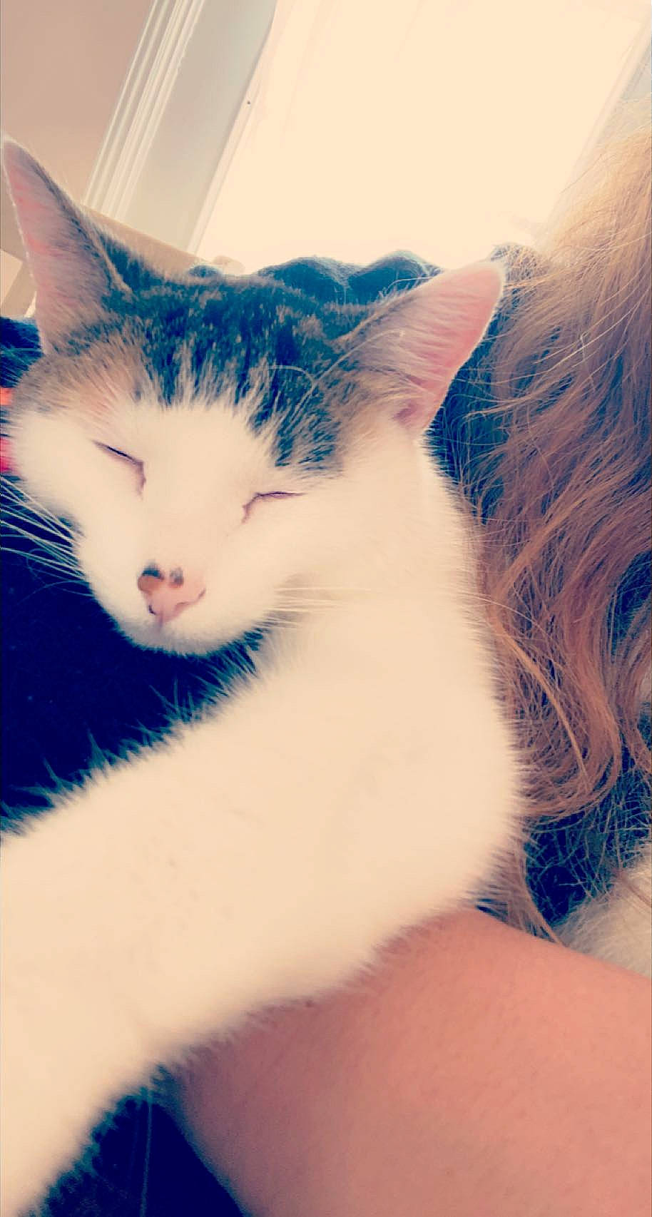 Luna joined the competition — help win amazing prizes! art, blue, carnivore, cat, cloud, domestic_short_haired_cat, electric_blue, felidae, happy, iris, leg, nose, plant, sky, small_to_medium_sized_cats, snout, tail, tree, whiskers, window