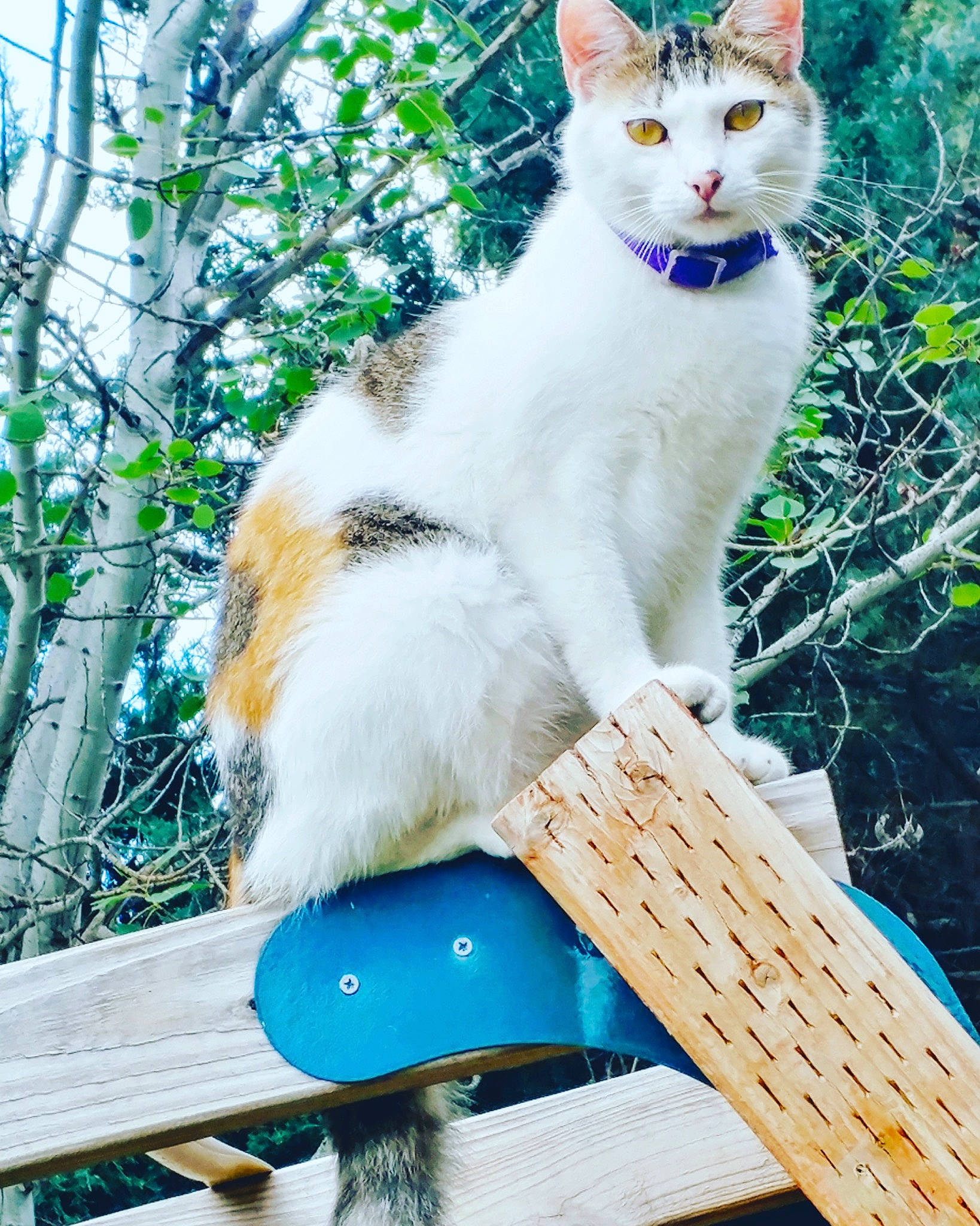 Luna is registered to the contest to win money with this photo: blue, carnivore, cat, domestic_short_haired_cat, fawn, felidae, fur, grass, green, leisure, mammal, mesh, outdoor_furniture, plant, recreation, small_to_medium_sized_cats, tail, tree, vertebrate, whiskers