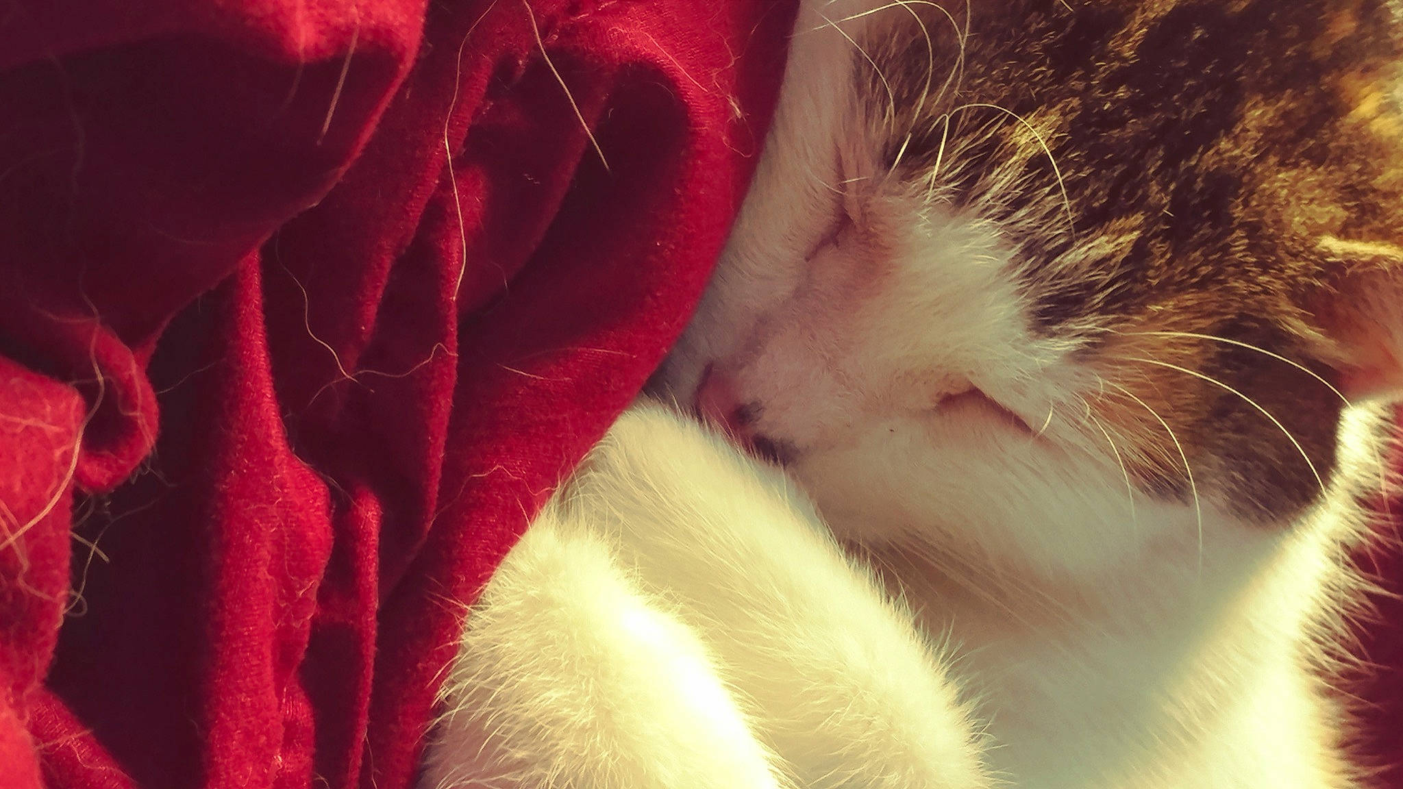 Luna joined the competition — help win amazing prizes! carmine, carnivore, cat, close_up, eye, fawn, felidae, flower, fur, gesture, hand, macro_photography, paw, petal, plant, rose, small_to_medium_sized_cats, snout, tail, whiskers