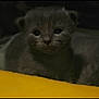 kitten, cat, gray_fur, close_up, animal, pet, young, cute, feline, soft, whiskers, dark_background, yellow_surface, indoors, small, fur, eyes, mammal, portrait, cozy