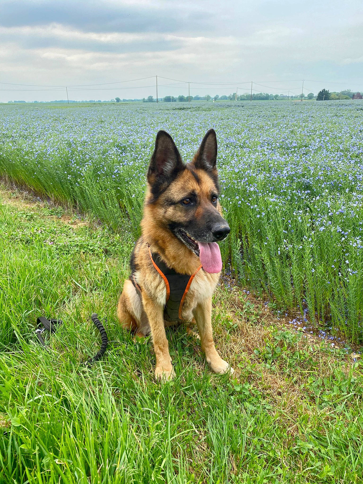Wolfie participe au concours pour gagner de l'argent avec cette photo : canidae, carnivore, cloud, companion_dog, dog, dog_breed, east_european_shepherd, fawn, german_shepherd_dog, grass, grassland, herbaceous_plant, herding_dog, king_shepherd, old_german_shepherd_dog, people_in_nature, plant, prairie, sky, sporting_group