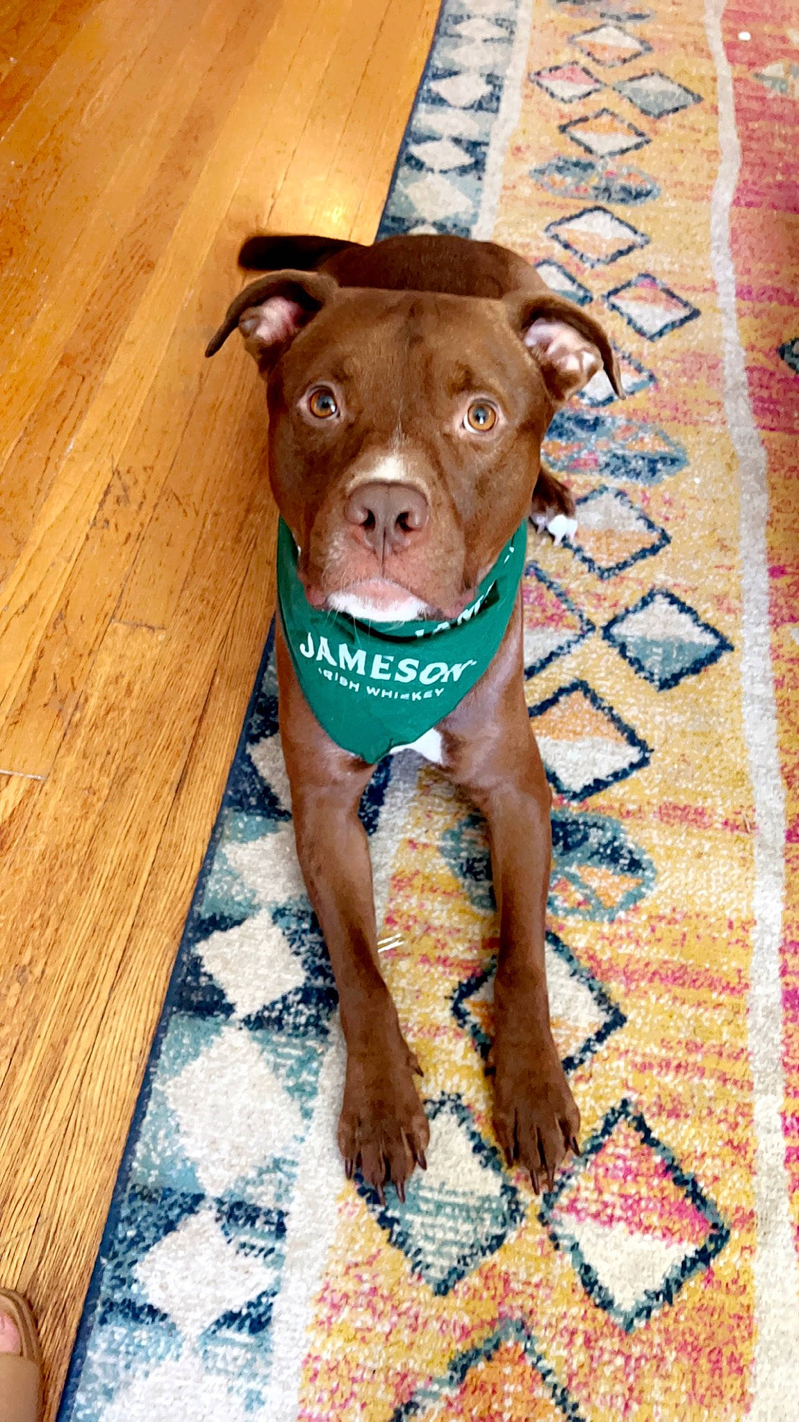 Hershey joined the competition — help win amazing prizes! art, canidae, carnivore, companion_dog, dog, dog_breed, dog_supply, fawn, flooring, hardwood, liver, pattern, plank, snout, sporting_group, terrestrial_animal, varnish, wood, wood_stain, working_animal