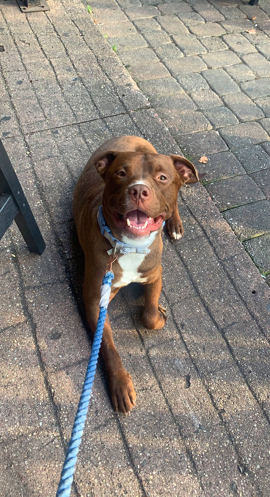 Hershey joined the competition — help win amazing prizes! asphalt, canidae, carnivore, collar, companion_dog, concrete, dog, dog_breed, dog_collar, fawn, flooring, leash, liver, pet_supply, road_surface, sidewalk, snout, sporting_group, wood, working_animal