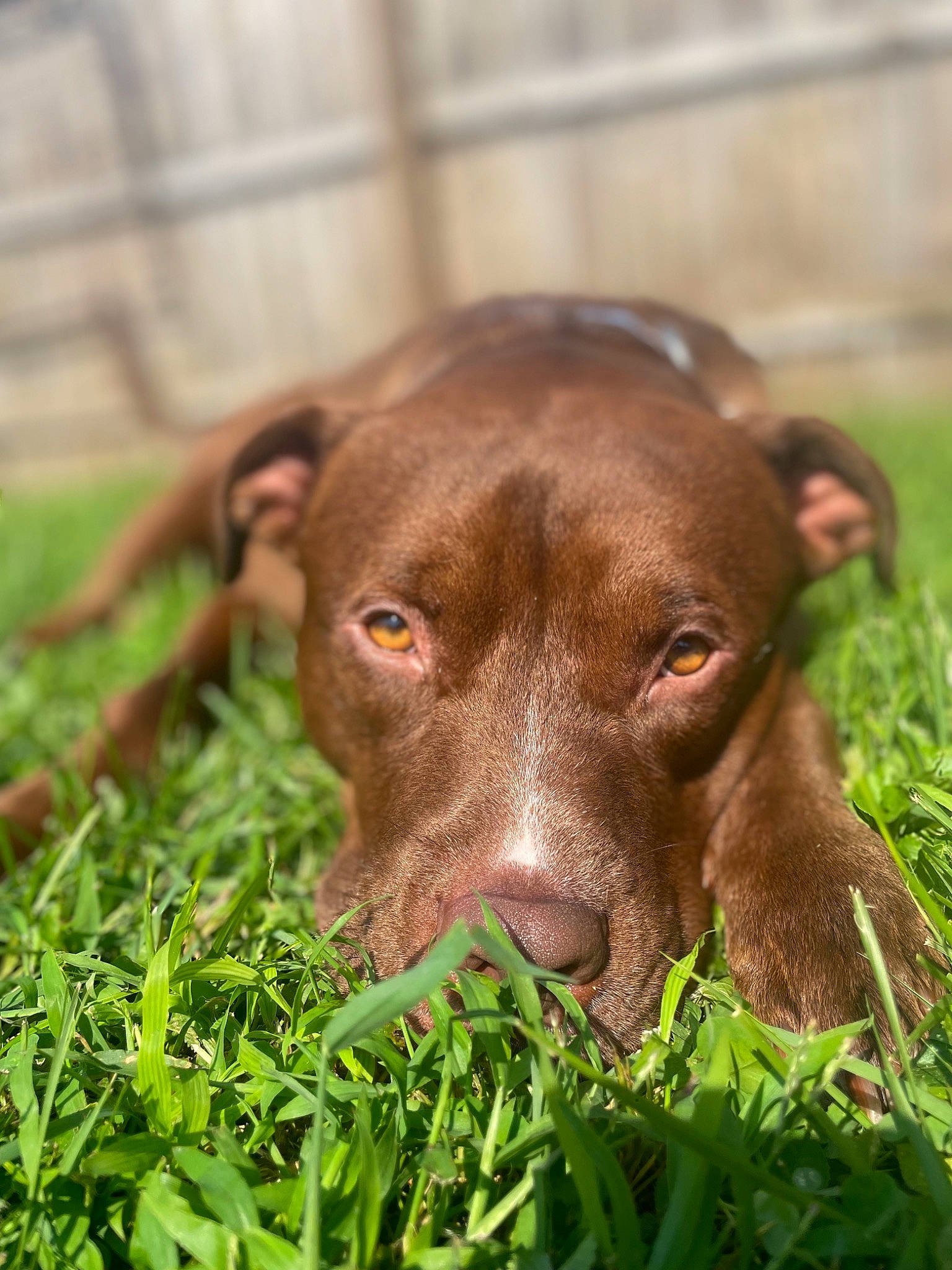 Hershey joined the competition — help win amazing prizes! canidae, carnivore, companion_dog, dog, dog_breed, fawn, fence, grass, grass_family, grassland, groundcover, gun_dog, liver, plant, puppy, snout, sporting_group, terrestrial_animal, whiskers, working_animal