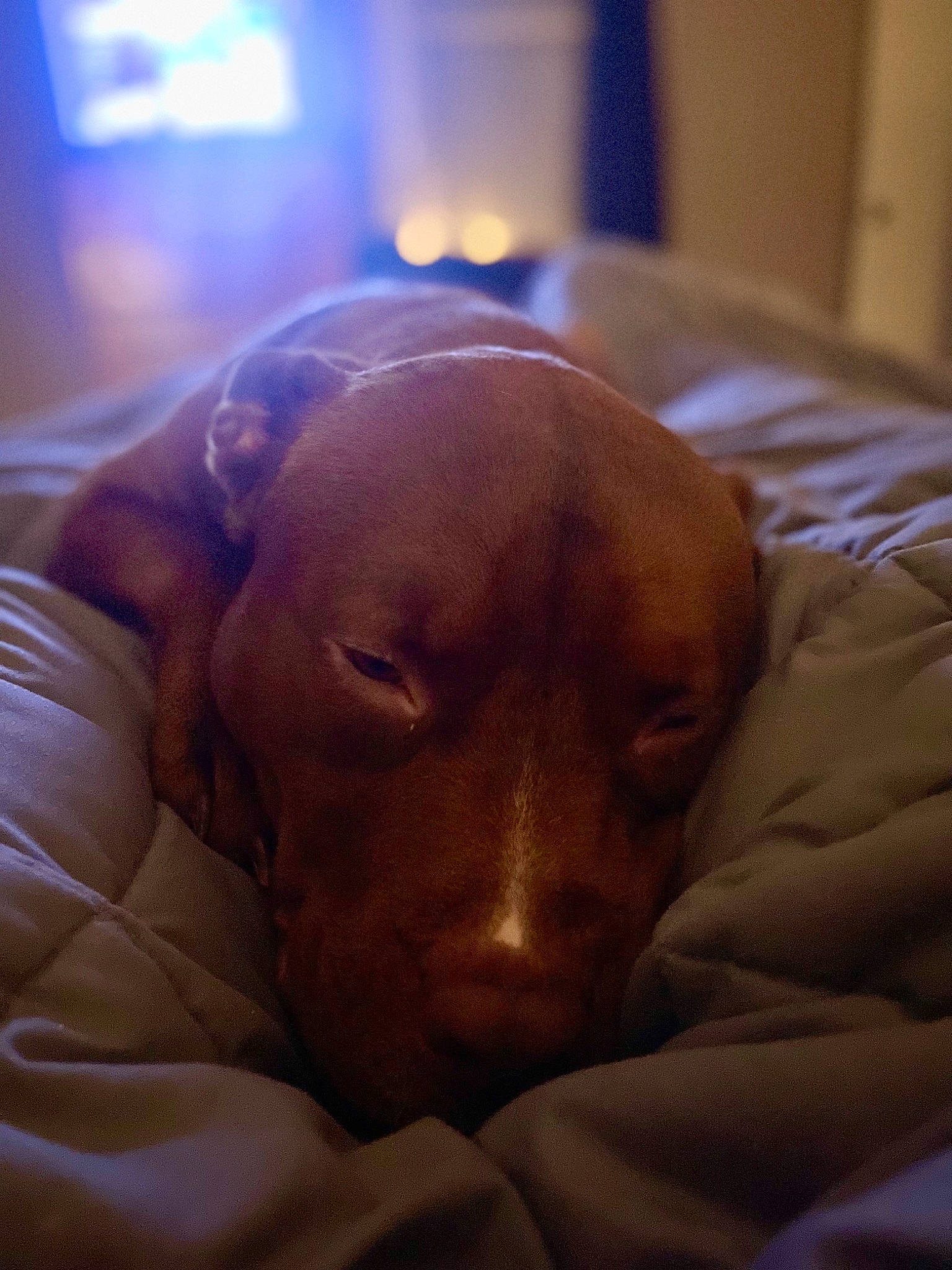 Hershey is registered to the contest to win money with this photo: bedtime, canidae, carnivore, comfort, companion_dog, dog, dog_breed, ear, fawn, guard_dog, gun_dog, linens, liver, nap, snout, sporting_group, terrestrial_animal, whiskers, working_animal, wrinkle