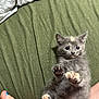 Sage is registered to the contest to win money with this photo: animal, bed, black_paw, blanket, blue_nail_polish, cat, close_up, curious, cute, feline, gray_fur, green_blanket, human_foot, indoor, kitten, lying_down, paw, pet, pink_paw, relaxed