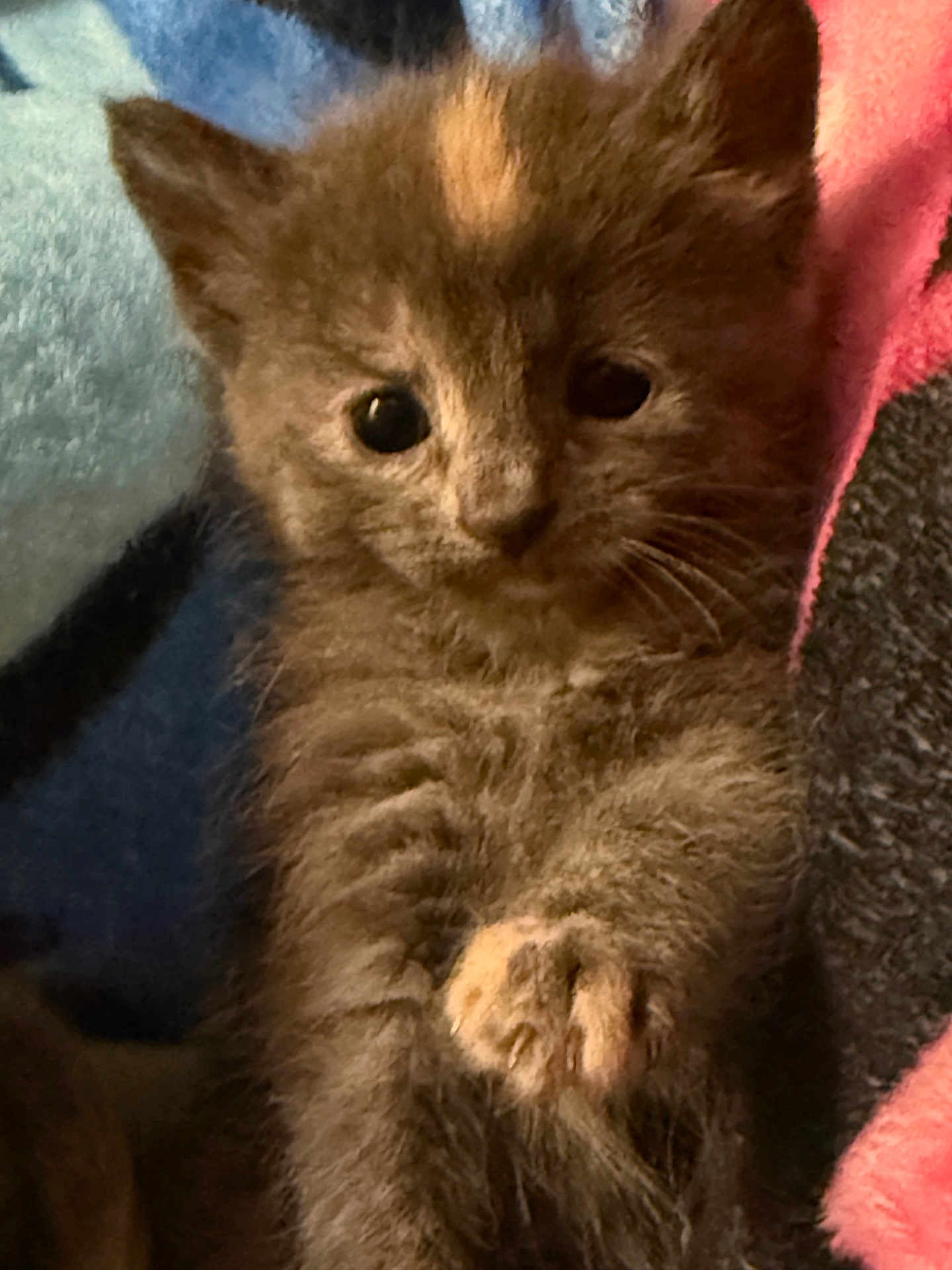 Sage joined the competition — help win amazing prizes! adorable, animal, blanket, cat, closeup, cozy, cute, domestic, eyes, face, feline, fur, furry, indoor, kitten, paw, pet, soft, whiskers, young