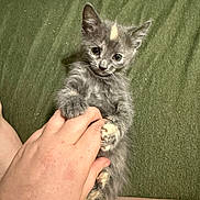 Sage joined the competition — help win amazing prizes! animal, cat, claws, curious, cute, domestic_animal, ears, feline, fur, green_background, hand, indoor, kitten, lying_down, paw, pet, small, touch, whiskers, young