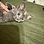 Sage is registered to the contest to win money with this photo: animal, blue_eyes, cat, curious, cute, domestic_cat, ears, furry, gray_fur, green_fabric, hand, indoor, kitten, lying_down, nail_polish, pet, relaxed, soft, whiskers, young_cat