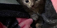Sage is registered to the contest to win money with this photo: adorable, animal, blanket, cat, closeup, colorful, comfort, cozy, cute, ears, fur, furry, indoor, kitten, pet, resting, small, soft, whiskers, young