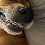 Lola is registered to the contest to win money with this photo: animal, brown_fur, canine, close_up, cozy, cute, dog, face, fur, indoor, lying_down, nose, pet, portrait, relaxed, resting, smile, snout, teeth, whiskers