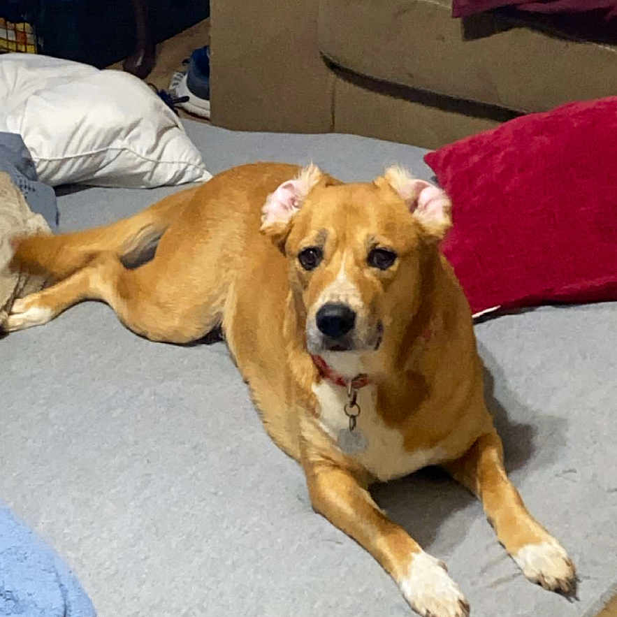 Lola is registered to the contest to win money with this photo: bed, blanket, brown_dog, canine, carpet, collar, couch, curled_ears, dog, domestic_animal, floor, furniture, home, indoor, living_room, pet, pillow, relaxed, resting, side_table