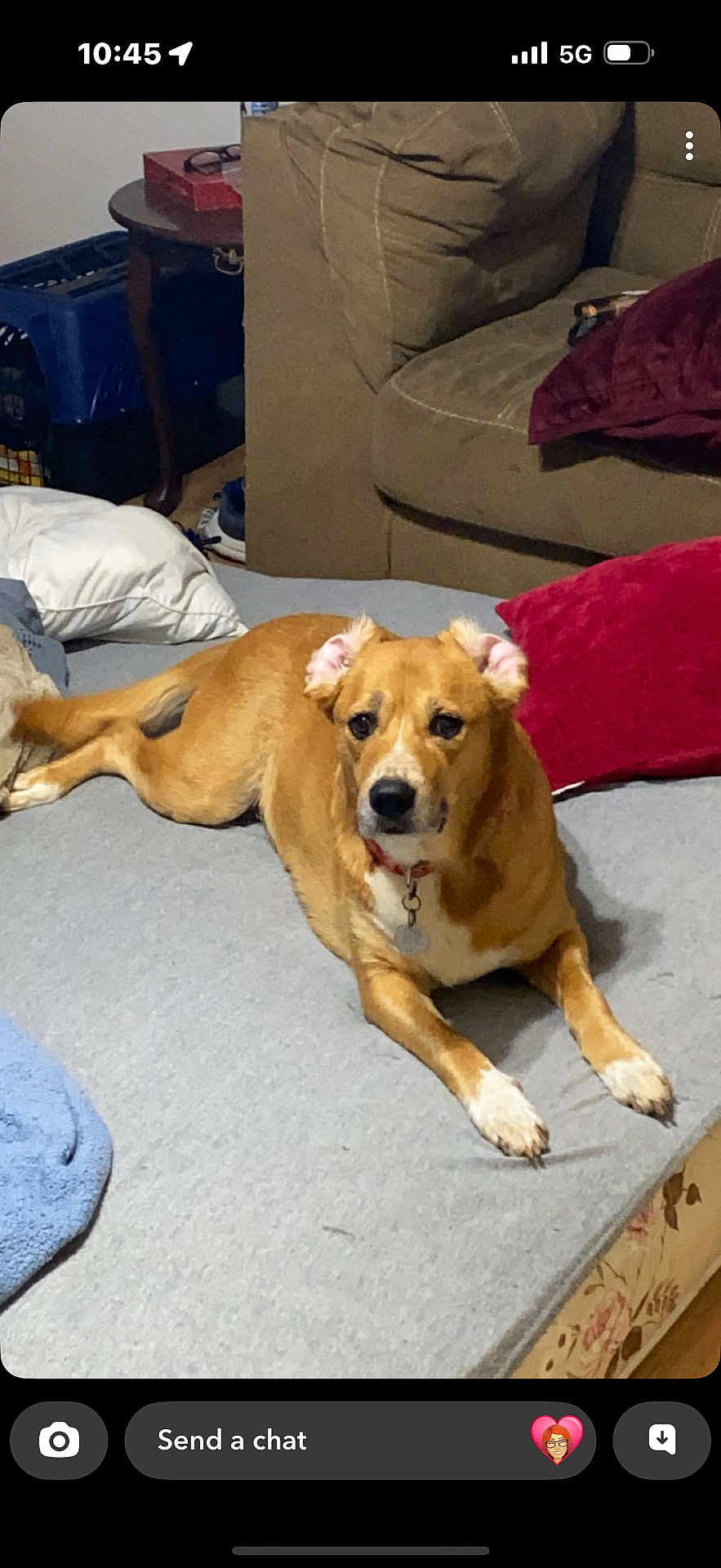 Lola is registered to the contest to win money with this photo: bed, blanket, brown_dog, canine, carpet, collar, couch, curled_ears, dog, domestic_animal, floor, furniture, home, indoor, living_room, pet, pillow, relaxed, resting, side_table
