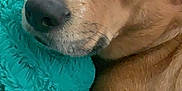 Lola is registered to the contest to win money with this photo: animal, blanket, brown_dog, calm, canine, close_up, companion, cozy, cute, dog, fur, indoor, muzzle, pet, portrait, relaxed, resting, sleepy, snout, turquoise