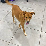 Lola joined the competition — help win amazing prizes! animal, black_trash_can, brown_dog, canine, collar, dog, floor_tiles, happy, indoor, mechanical_equipment, office_chair, pet, playful, purple_furniture, room_interior, tail_wagging, tiled_floor, tongue_out, walking, white_paws