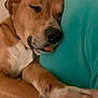 Lola is registered to the contest to win money with this photo: animal, brown_dog, calm, close_up, companion, cozy, cute, dog, home, indoor, paw, peaceful, pet, pillow, relaxed, resting, sleeping, soft_lighting, tongue_out, white_chest