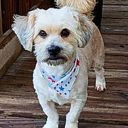 Gizmo joined the competition — help win amazing prizes! animal, bandana, blue_stars, close_up, companion, curled_tail, cute, dog, domestic_animal, fluffy_ears, four_legs, friendly, fur, looking_at_camera, outdoor, pet, red_stars, small_dog, standing, wooden_deck