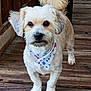 animal, bandana, blue_stars, close_up, companion, curled_tail, cute, dog, domestic_animal, fluffy_ears, four_legs, friendly, fur, looking_at_camera, outdoor, pet, red_stars, small_dog, standing, wooden_deck