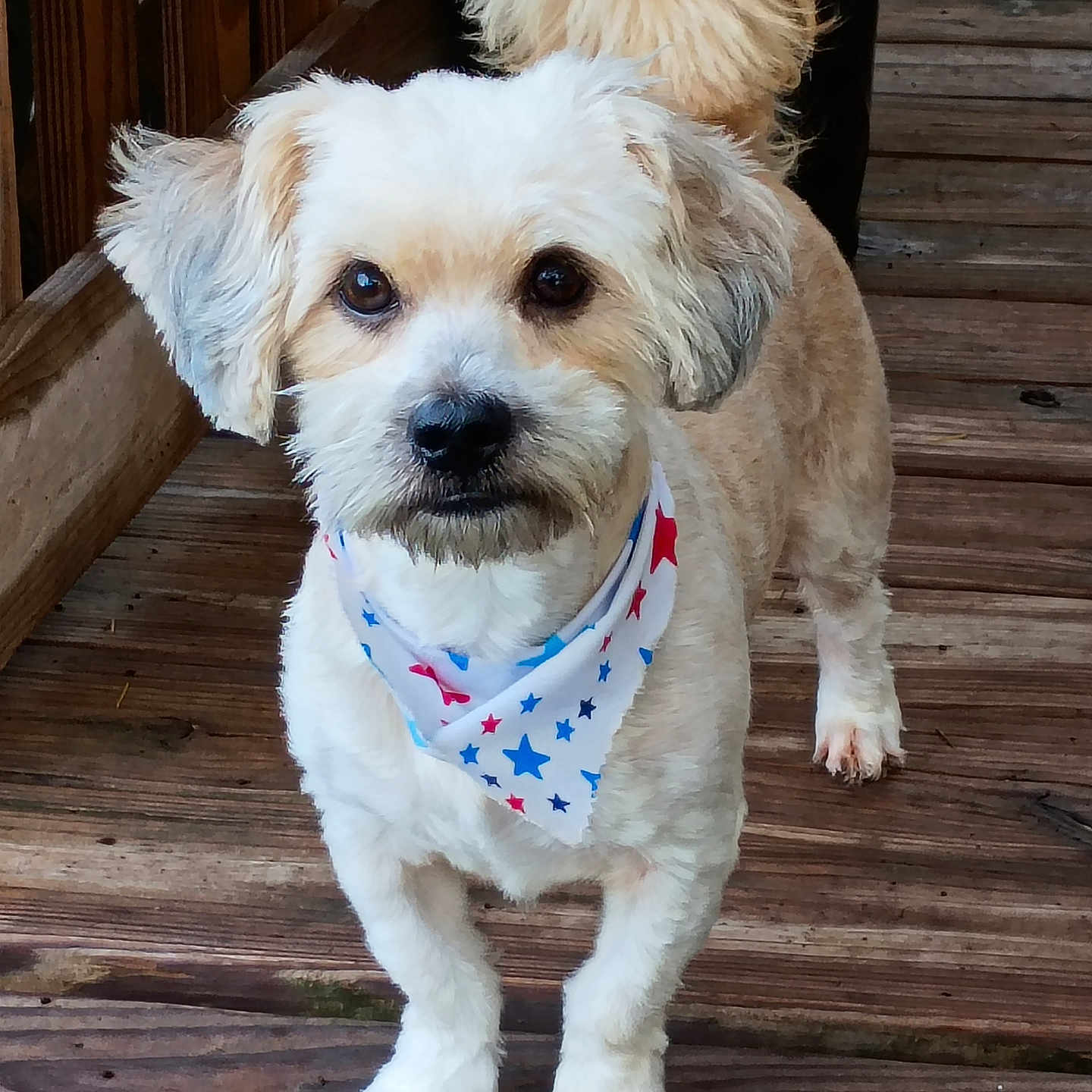 Gizmo joined the competition — help win amazing prizes! animal, bandana, blue_stars, close_up, companion, curled_tail, cute, dog, domestic_animal, fluffy_ears, four_legs, friendly, fur, looking_at_camera, outdoor, pet, red_stars, small_dog, standing, wooden_deck
